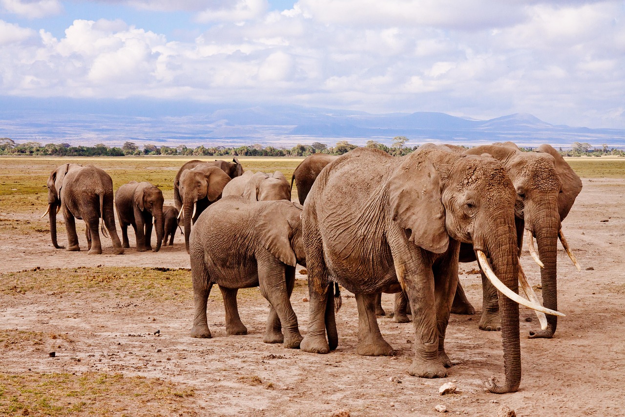elephants-458990_1280