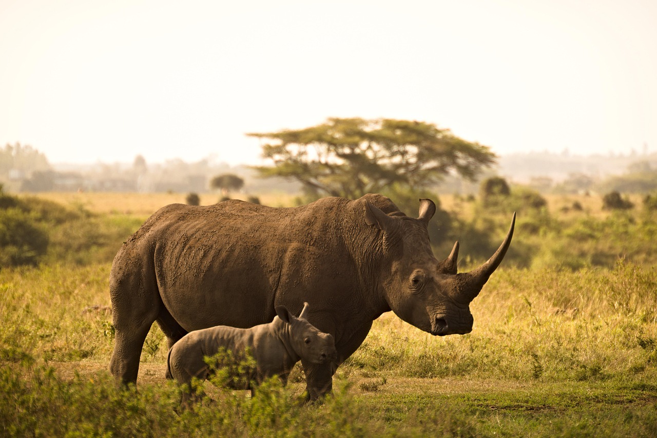 rhino-6065480_1280 (1)